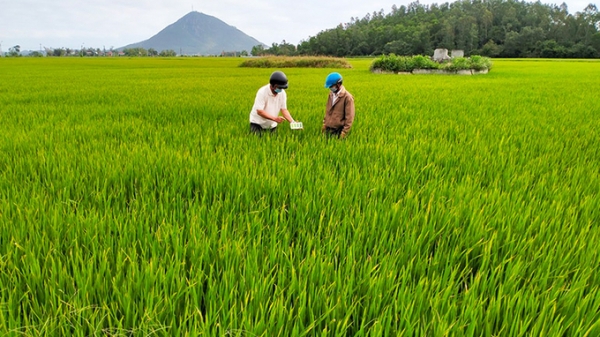 Phú Yên: Thời tiết bất lợi, nguy cơ phát sinh sâu bệnh gây hại cây trồng