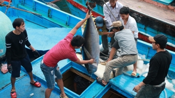 Khánh Hòa: Hạn cuối tháng 5 không còn tàu khai thác hải sản bất hợp pháp