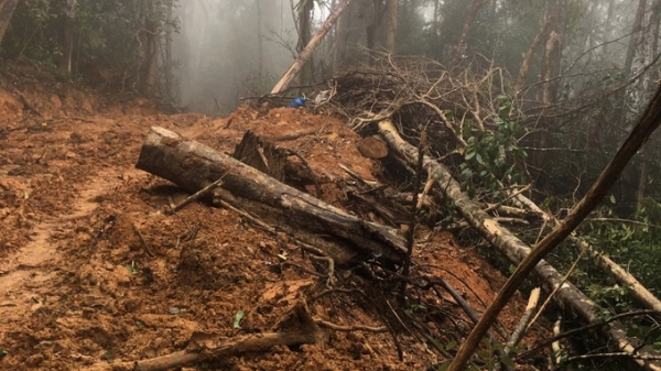Khởi tố vụ án phá rừng tại Ninh Ích