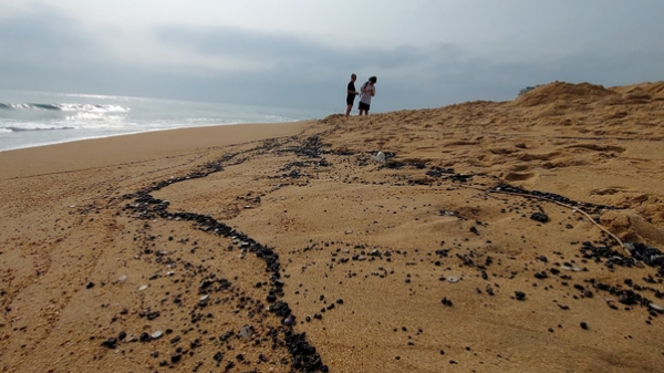 Dầu vón cục xuất hiện ở bờ biển Tuy Hòa