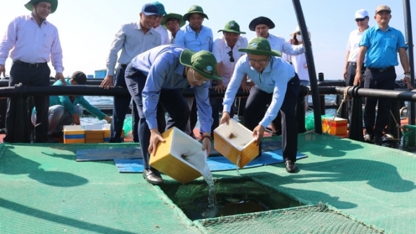 Khánh Hòa thí điểm nuôi biển công nghệ cao tại vùng biển hở