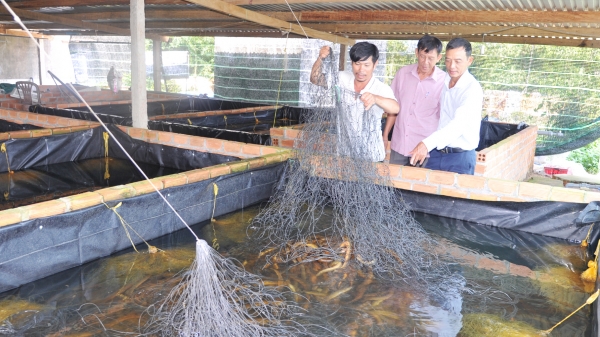 Mới thử nghiệm, nông dân Phú Yên đã 'kết' mô hình nuôi lươn không bùn