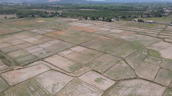 Hàng trăm ha lúa phải ngừng sản xuất do thiếu nước