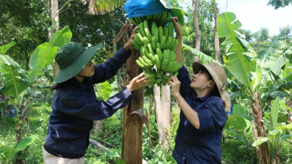 Khánh Hòa: 80% diện tích lúa, rau, cây ăn quả sẽ ứng dụng IPHM