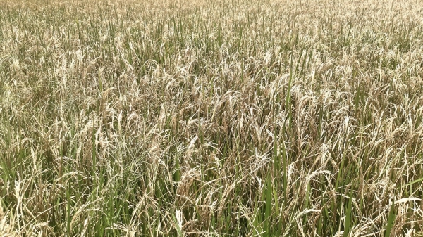 Bình Thuận cảnh báo sâu đục thân hại lúa