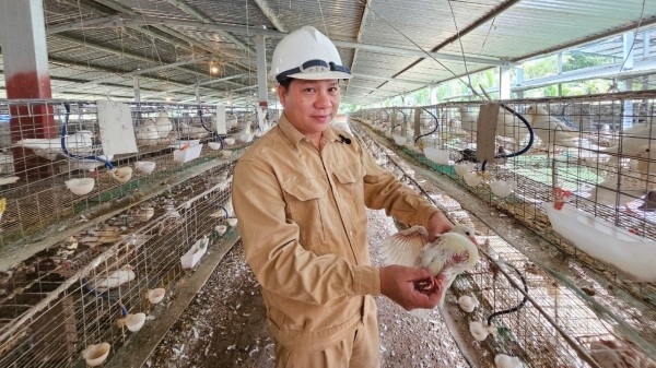 Trang trại nuôi bồ câu Pháp khép kín, doanh thu mỗi tháng 2 tỷ đồng