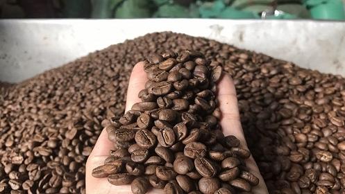 Giá cà phê hôm nay 20/7: Quay đầu giảm ở các tỉnh Tây Nguyên