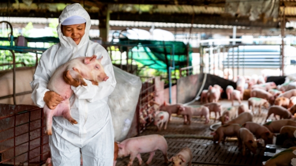 Phụ gia: Giải pháp hiệu quả cho chăn nuôi bền vững và phúc lợi động vật