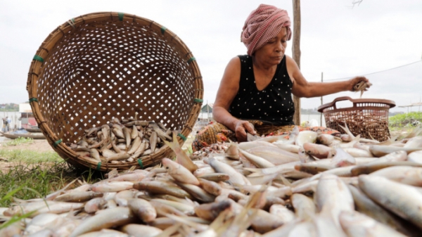 Campuchia tạm thời cấm nhập khẩu các loại cá nuôi