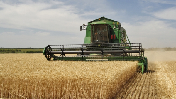 Nga xem xét việc áp thuế xuất khẩu lúa mì