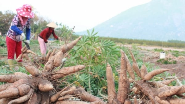Trung Quốc tăng mua, xuất khẩu sắn tháng đầu năm tăng hơn 2 lần