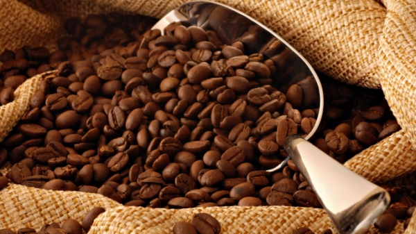 Nhiều dự báo cà phê toàn cầu thiếu hụt trong niên vụ tới