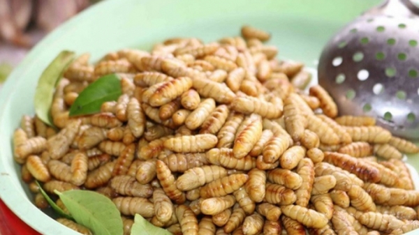 Việt Nam được phép xuất khẩu thực phẩm làm từ côn trùng vào EU