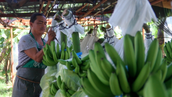 Philippines miễn phí kiểm tra thuốc bảo vệ thực vật trên rau quả xuất khẩu