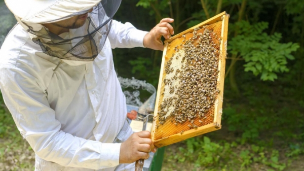 Cơ hội cho mật ong Việt Nam khi sản lượng ở châu Âu giảm mạnh