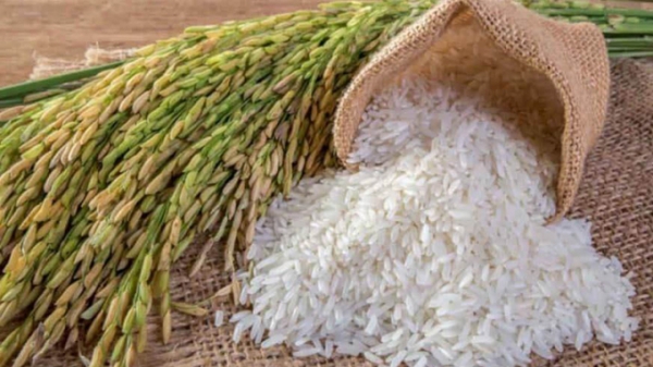 Giá gạo xuất khẩu Việt Nam cao hơn gạo Thái Lan 40 USD/tấn