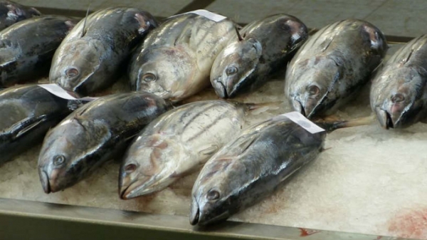 Xuất khẩu cá ngừ tăng rất mạnh trong tháng 4