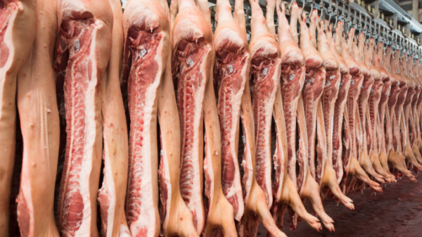 Thịt lợn Nga chiếm gần một nửa thịt lợn nhập khẩu