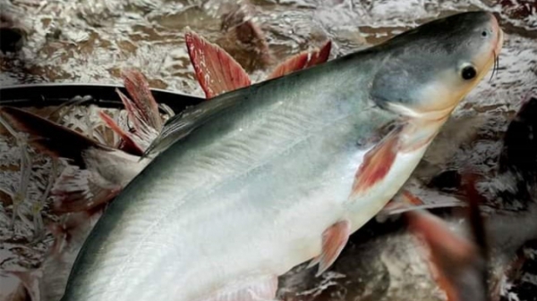 Cá tra Việt Nam chiếm gần 90% cá da trơn nhập khẩu vào Mỹ