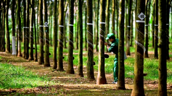 VRG đẩy mạnh thực hiện hệ thống quản lý rừng bền vững
