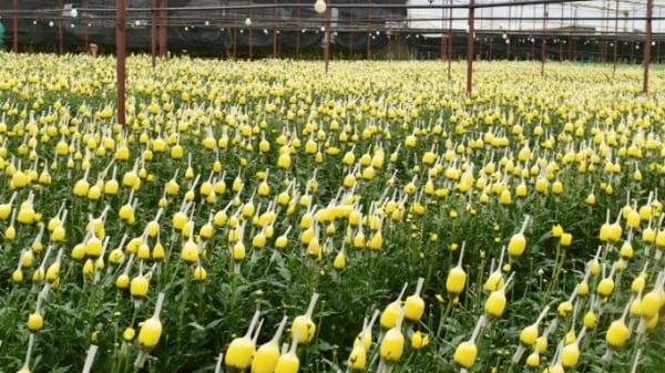 Lâm Đồng cần tiêu thụ hơn 100 triệu cành hoa bị ảnh hưởng Covid-19