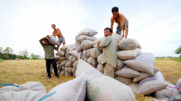 Tập trung giảm giá thành sản xuất lúa vụ Đông Xuân 2021-2022