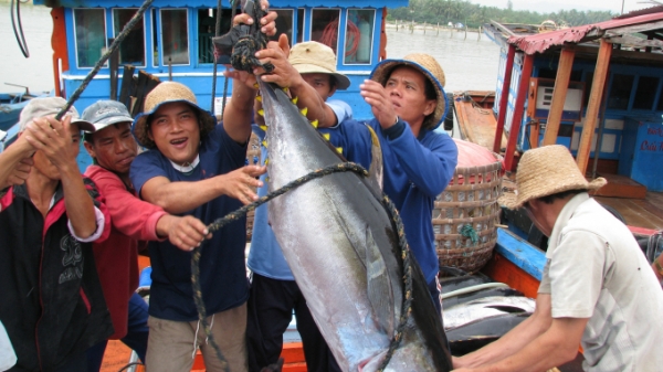 Xuất khẩu cá ngừ sang Trung Quốc tăng trưởng rất mạnh