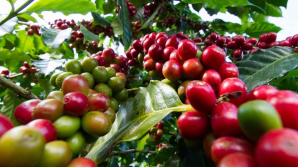 Giá xuất khẩu cà phê lên mức cao nhất trong gần 4 năm