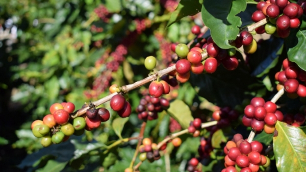 Cà phê Việt Nam xuất khẩu nhiều nhất sang Đức