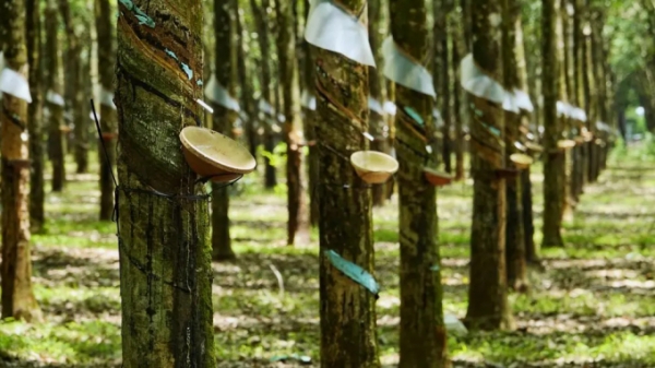 100.000 ha cao su đạt chứng chỉ quản lý rừng bền vững vào Quý I/2022