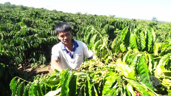 Cà phê Việt Nam đẩy mạnh xuất khẩu sang Trung Quốc