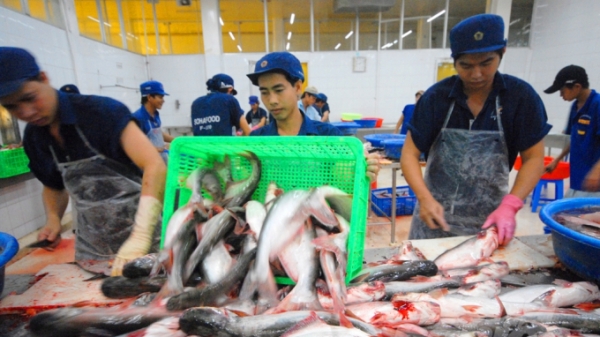 Sản lượng cá tra toàn cầu sẽ vượt mốc 3 triệu tấn