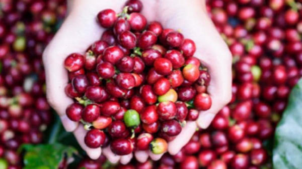 Cà phê Việt Nam chiếm gần một nửa lượng nhập khẩu vào Malaysia