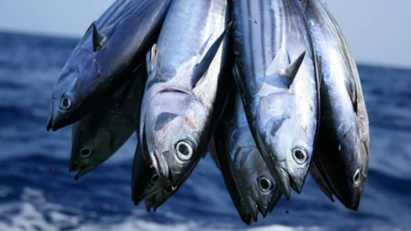 Xuất khẩu cá ngừ sẽ tiếp tục khả quan trong những tháng đầu năm