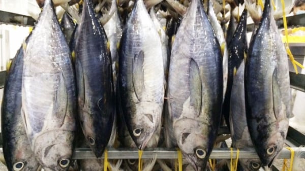 Xuất khẩu cá ngừ tăng trưởng 3 con số trong tháng đầu năm