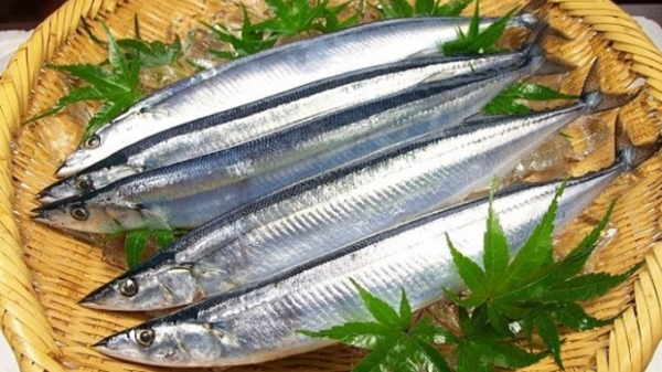 4 loài thủy sản xuất khẩu sang Nhật sẽ phải có chứng nhận khai thác