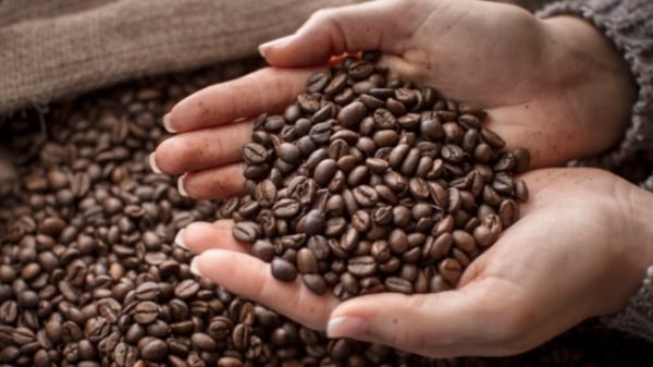 Cà phê chiếm phần lớn tổng giá trị xuất khẩu sang Algeria
