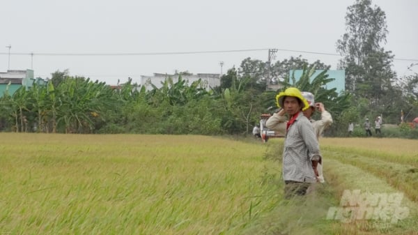 Sản xuất lúa ở Việt Nam phát thải khí nhà kính cao hơn nước khác
