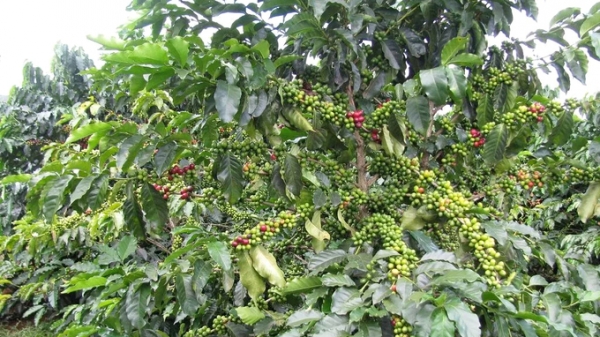 Đồng Nai tái canh 1.600 ha cà phê