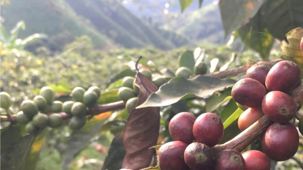 Cao su, cà phê… trồng trên đất phá rừng sẽ không được nhập vào EU