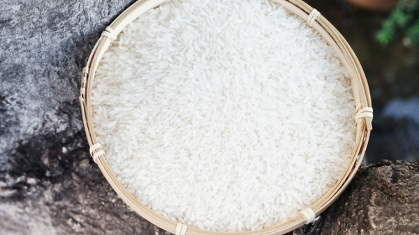 Lo thiếu gạo thơm xuất khẩu