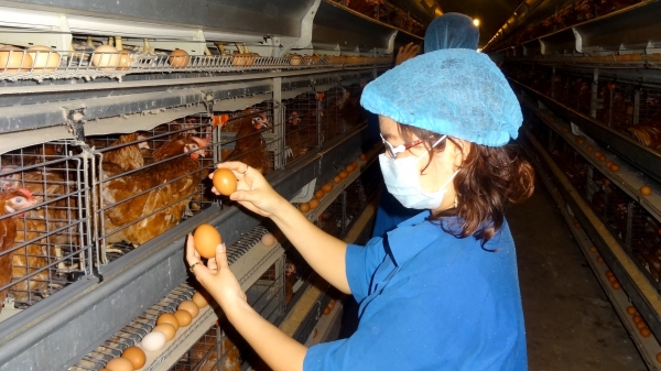 Hồng Kông bỏ lệnh cấm nhập khẩu trứng và sản phẩm trứng gia cầm Việt Nam
