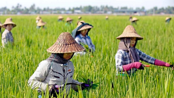 Myanmar sẽ hạn chế xuất khẩu gạo