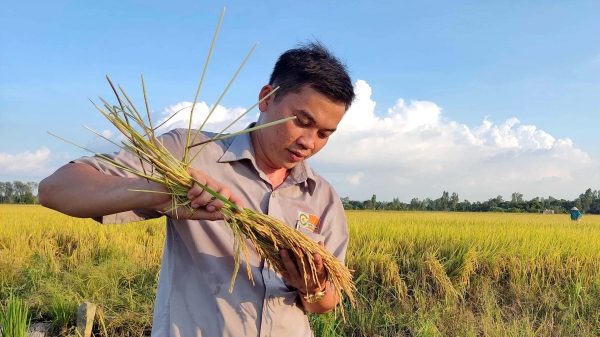 Triển khai Đề án 1 triệu ha lúa chất lượng cao từ vụ đông xuân