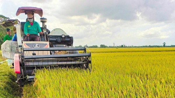 Năm lịch sử của lúa gạo, lần đầu xuất khẩu vượt 8 triệu tấn
