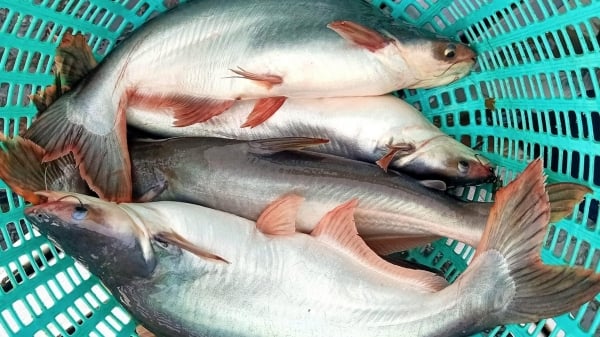Cá tra giúp Việt Nam là nguồn cung cá thịt trắng lớn thứ 2 cho Mỹ