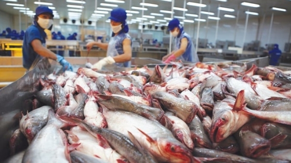 Xuất khẩu cá tra sang các thị trường chính tăng trưởng mạnh