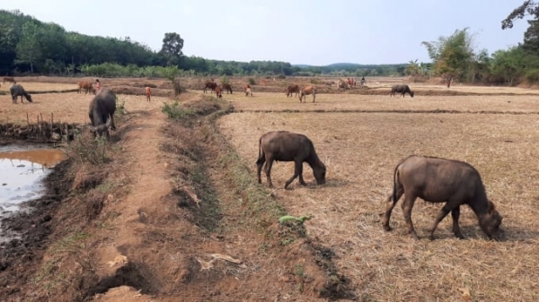 Gần 8.000 ha ở Bình Phước bị hạn hán, thiếu nước