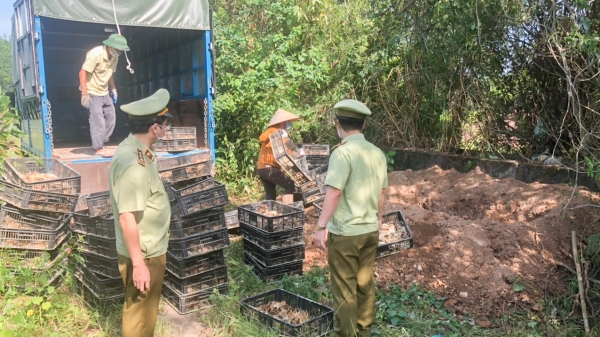 Quảng Ninh: Bắt giữ và tiêu hủy 13.500 gà giống nhập lậu