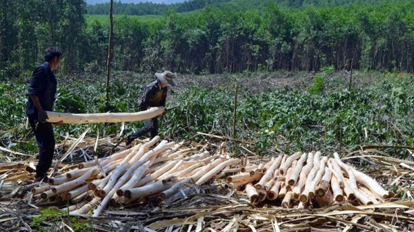Quảng Ninh xây dựng vành đai gỗ lớn gắn với mô hình trồng rừng
